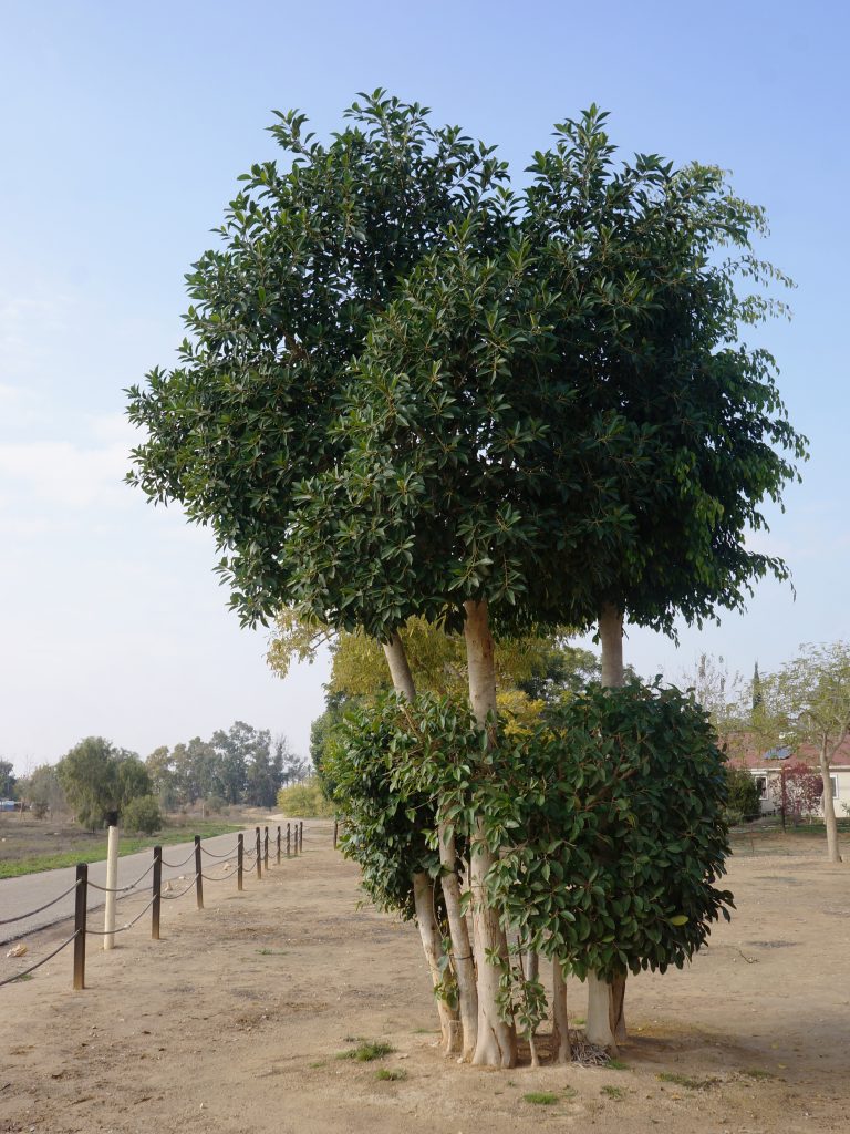 פיקוס עומד במעגל