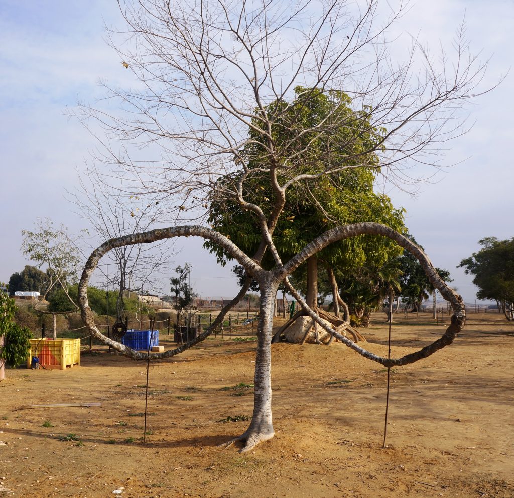 פפיון בשלכת