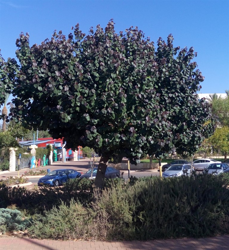 %d7%94%d7%99%d7%91%d7%99%d7%a1%d7%a7%d7%95%d7%a1-%d7%98%d7%99%d7%9c%d7%99%d7%99%d7%aa%d7%99-%d7%91%d7%97%d7%a0%d7%99%d7%94-%d7%9c%d7%a4%d7%90%d7%a8%d7%a7-%d7%94%d7%92%d7%9c%d7%99%d7%9c3