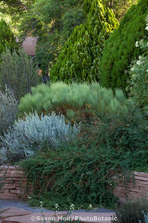 Jasminum nudiflorum, Winter jasmine groundcover cascading over flagstone wall next to gray foliage Parthenium incanum with mixed shrub border in drought tolerant New Mexico backyard garden, design by Judith Phillips