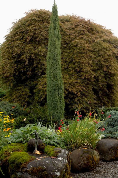 ערער מצוי קומפרסה בגן יפני