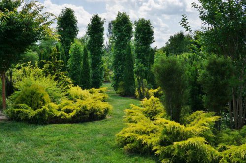 ערער פיצריאנה גולד photo credit karl gercens iii