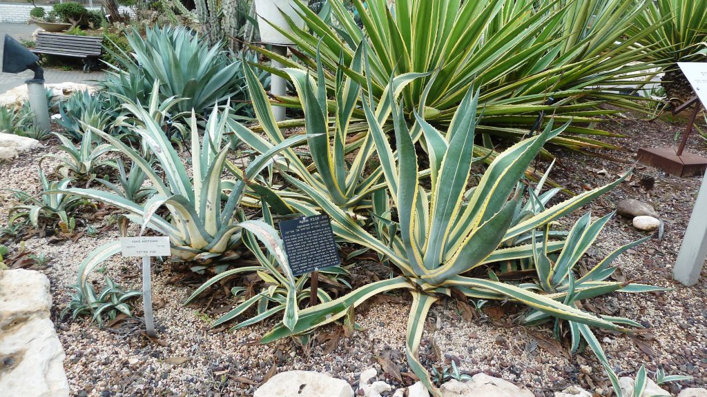 אגבה אמריקנית