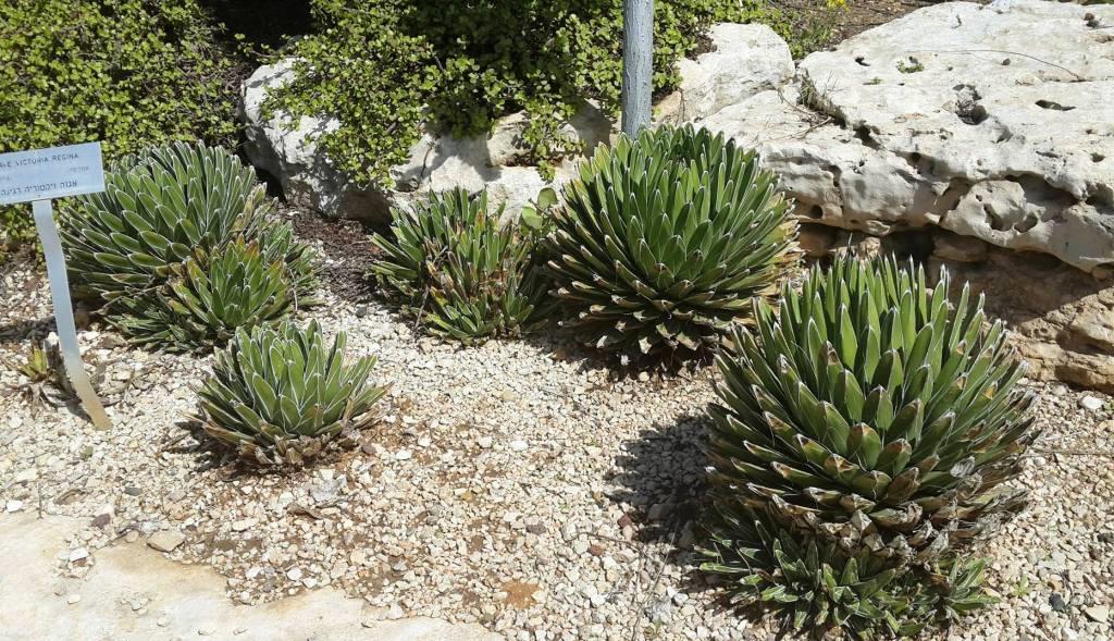 אגבה המלכה ויקטוריה