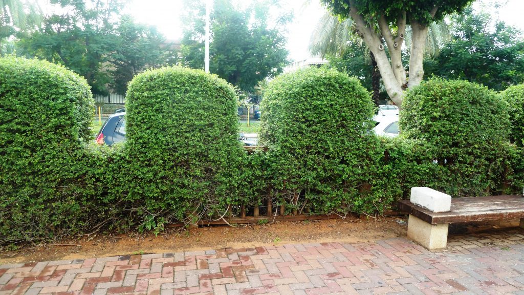 אוג חרוק גדר גזומה כקרונות בגן היפני בחולון