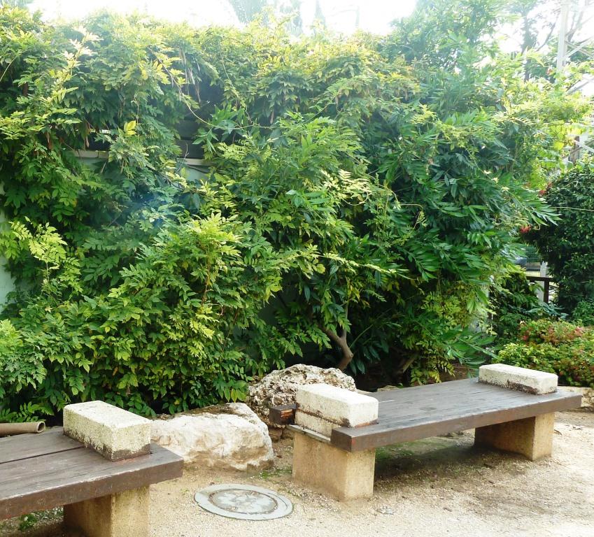 ויסטריה סינית בנובמבר מאחורי ספסל בגן היפני בחולון