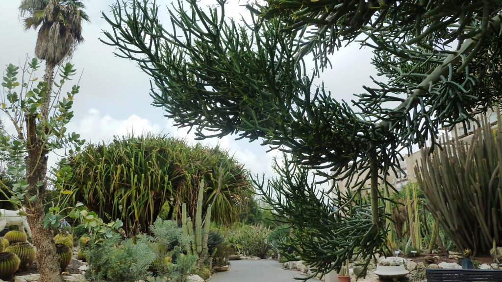 חלבלוב רותמי עלים