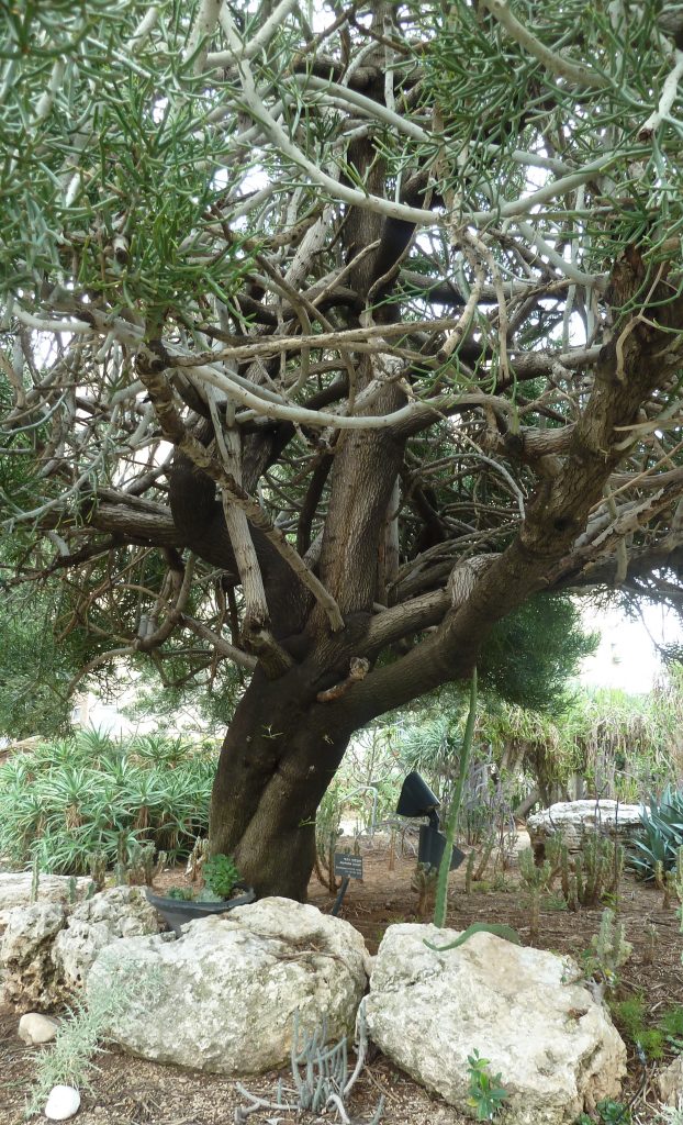 חלבלוב רותמי