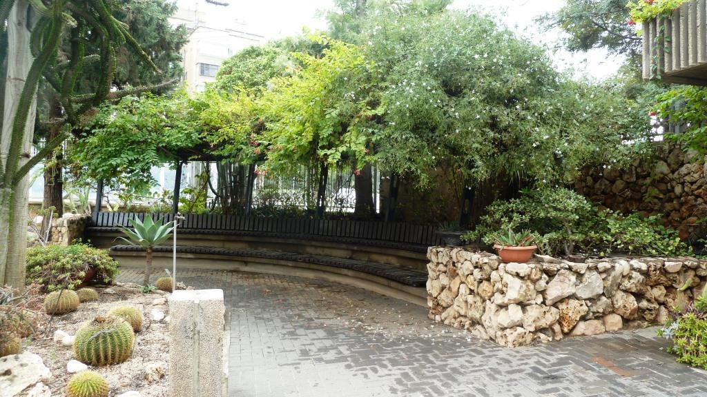 מטפסים יסמין אלמון הודי2