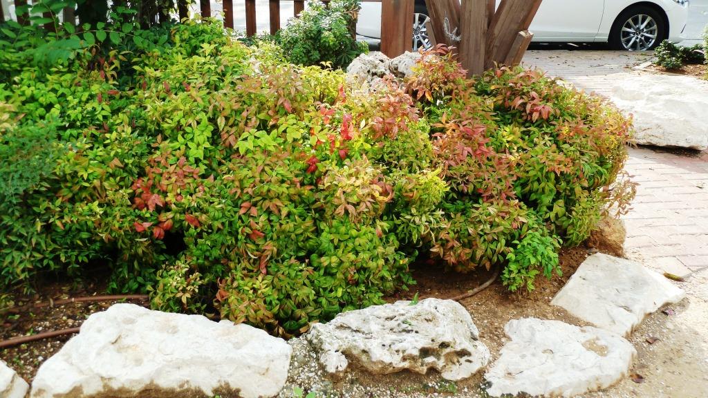 ננדינה קומפקטית אדומה