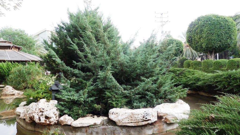 ערער וירגיני גריי אול בגן היפני