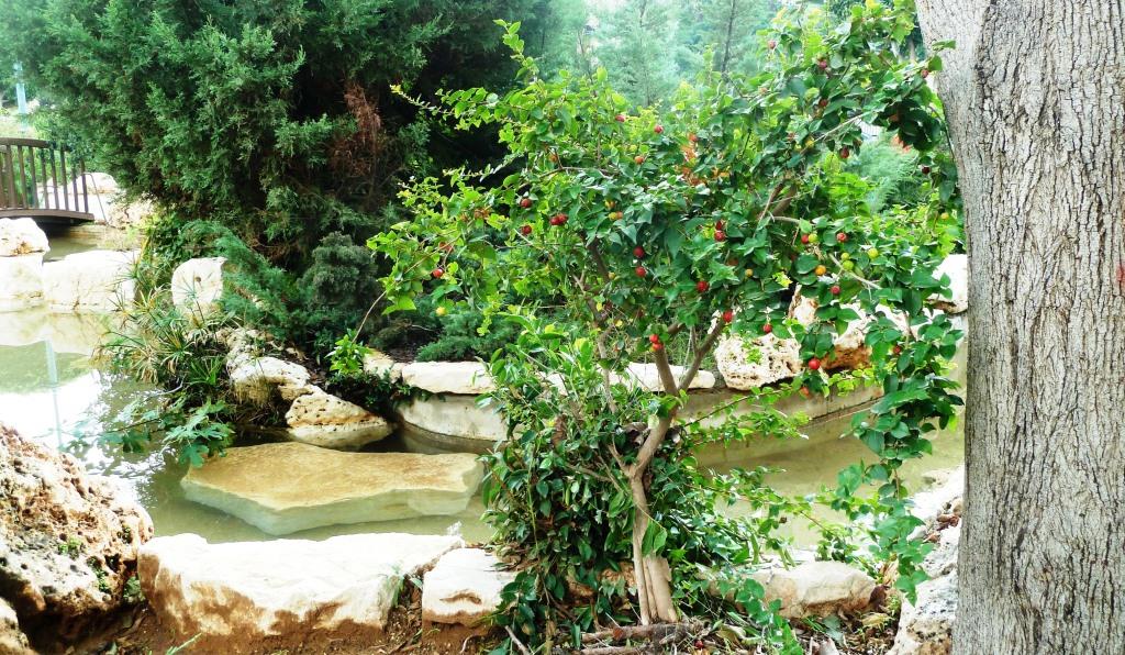 פיטנגו אולי2