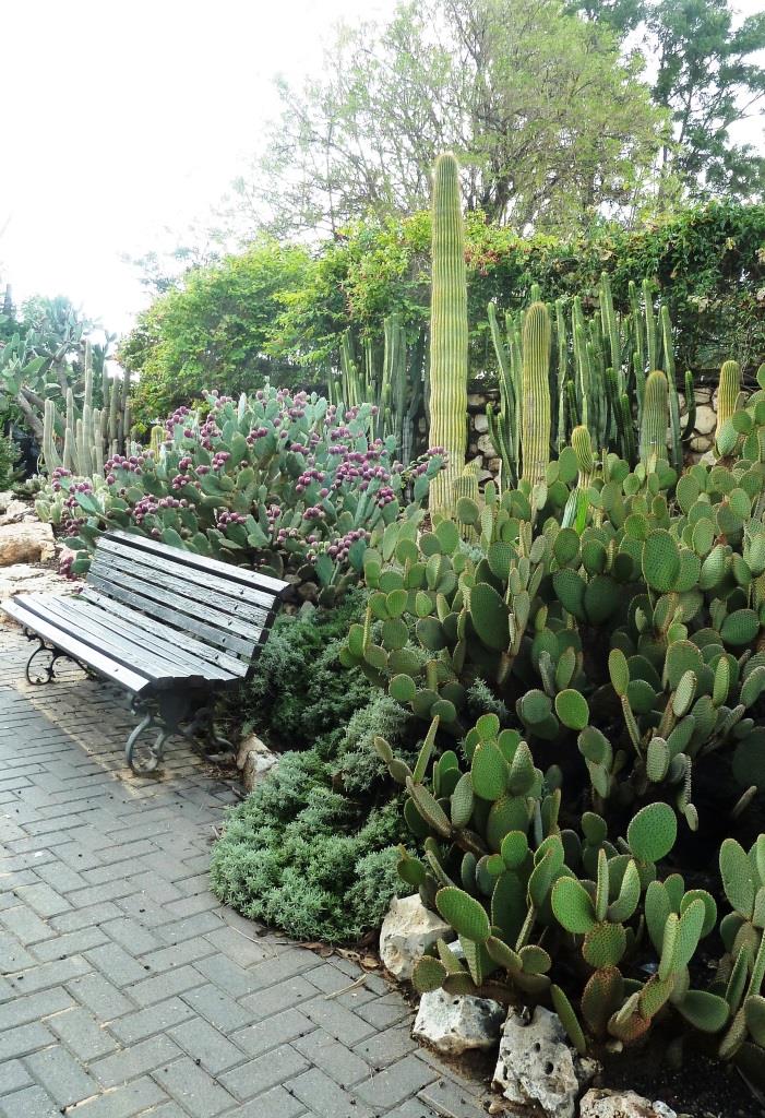 פינת ישיבה מוקפת קקטוסים