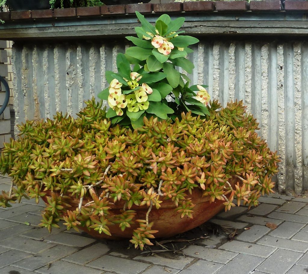 צורית נוסבאומר וחלבלוב קוצני