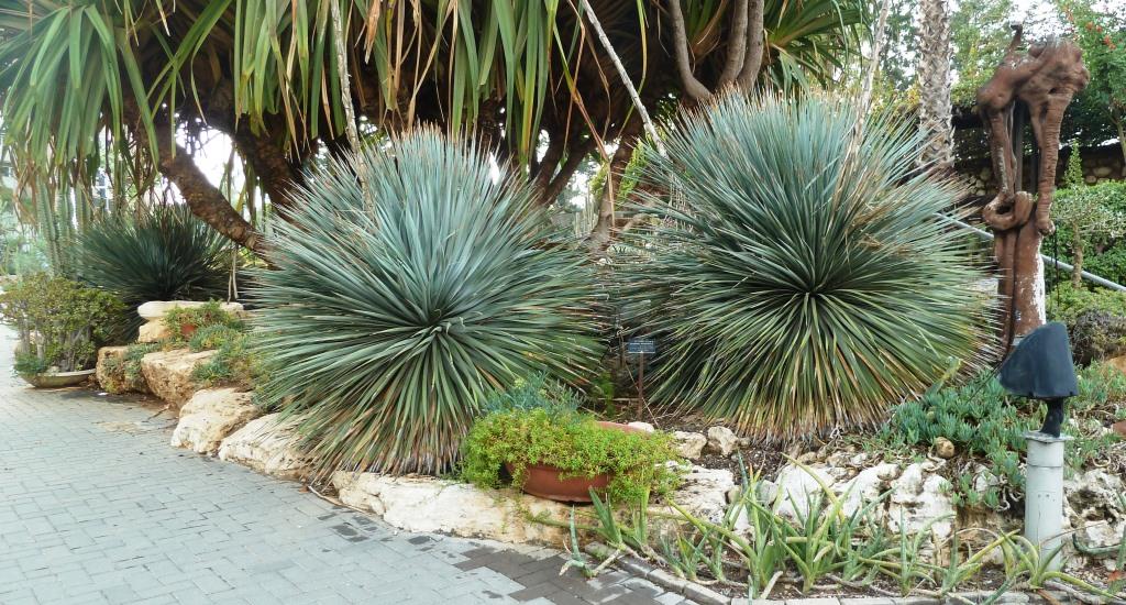 ציצנית משורית