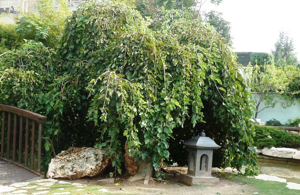 תות בכות בגן היפני בחולון