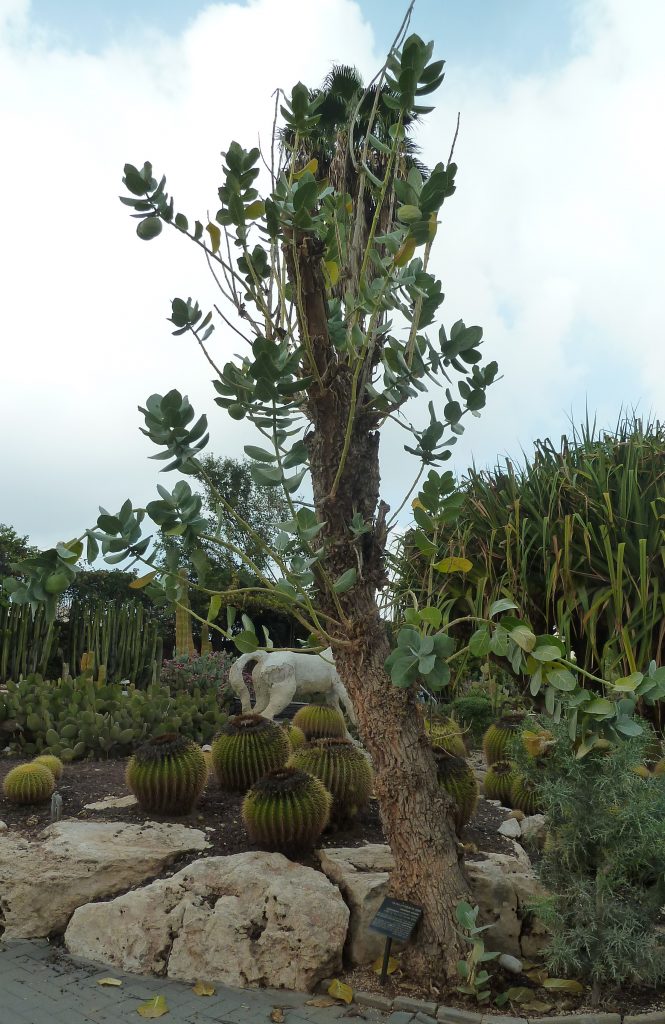 תפוח סדום וכיסא החותנת