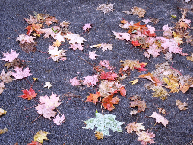 שלכת בניו אנגלנד,צפון ארהב