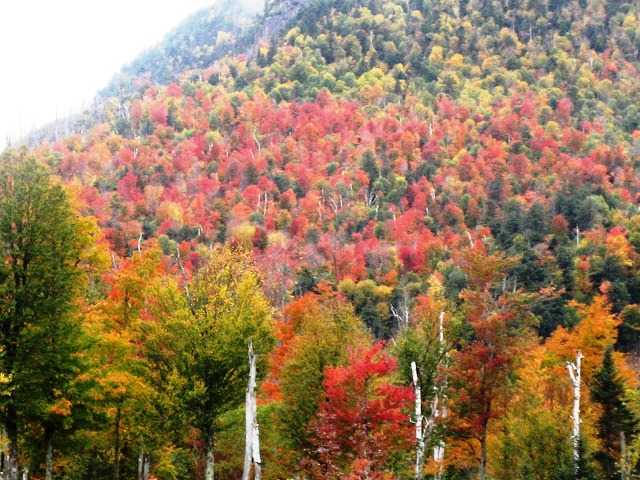שלכת בניו אנגלנד,צפון ארהב