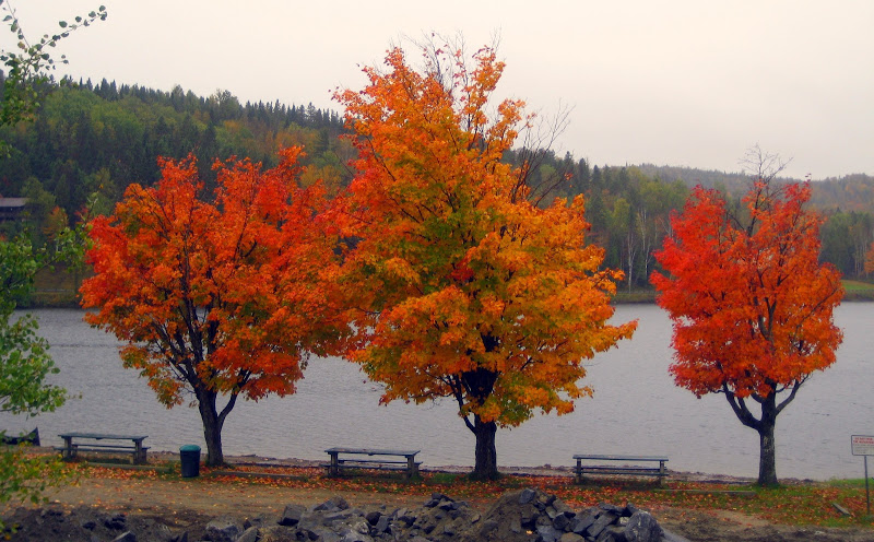שלכת בניו אנגלנד,צפון ארהב