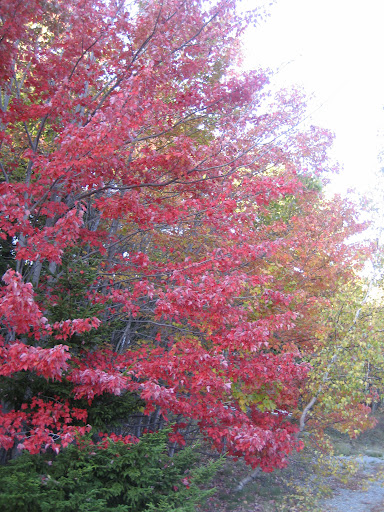 שלכת בניו אנגלנד,צפון ארהב