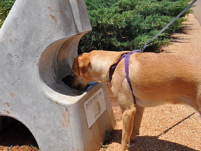 ברזית שוקת לכלבים בכפר סבא