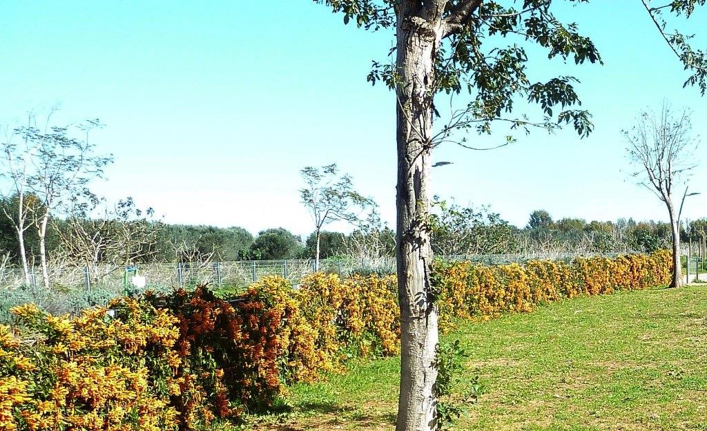 אורנית לוהבת מטפסת