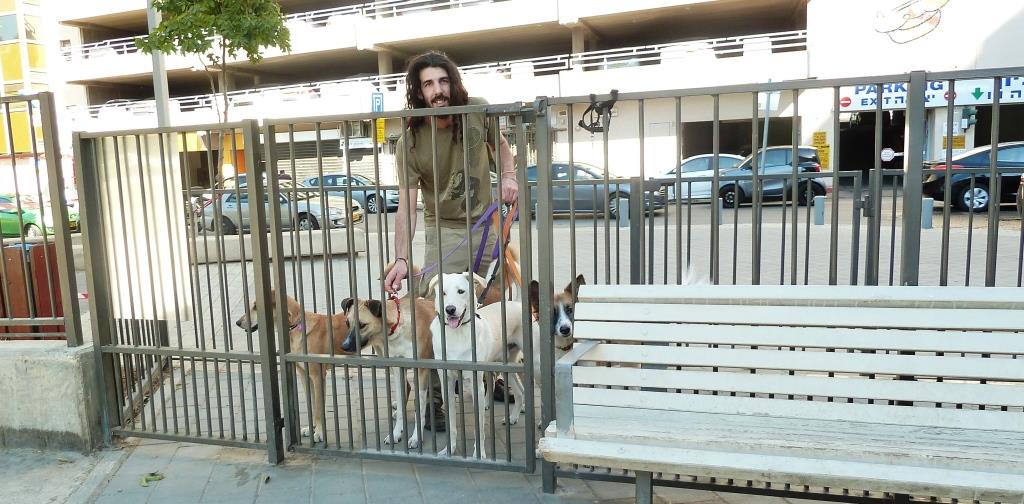 גינת כלבים קריית ספר שער כפול דוגווקר