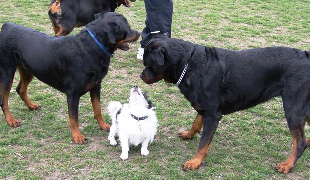 כלב גדול וכלב קטן 