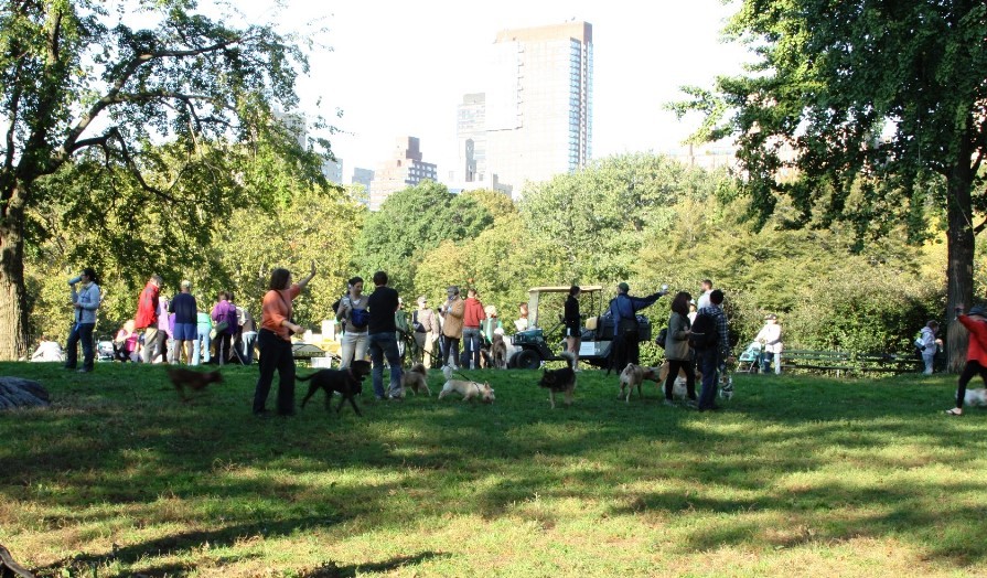 central park dogs