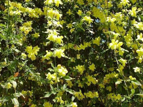 יסמין רב פרחים