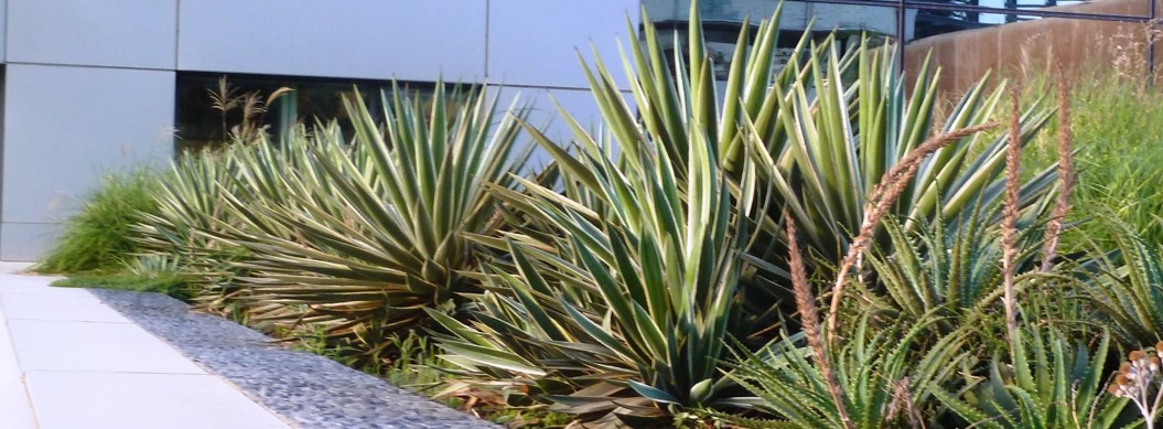 אריה שנקר 16 5