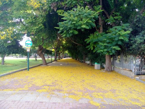 גן גדי גטס רעננה יולי 2017 6