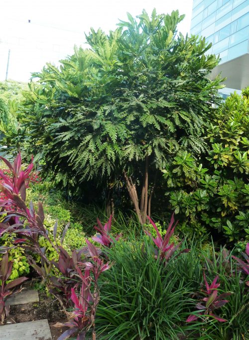 גן המדע 12 גב ים צפון תמא אדריכלים 12