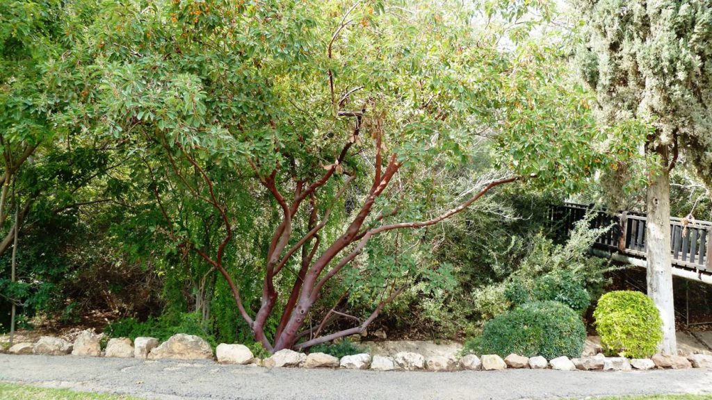 הגן היפני בחפציבה 2