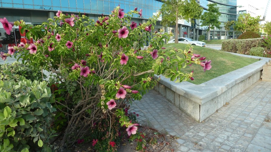 החושלים פינת אריה שנקר הרצליה פיתוח4