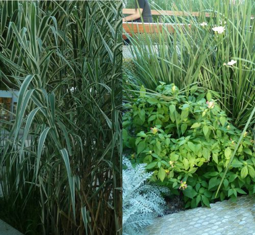 המשכית 16 הרצליה פיתוח צמחיה