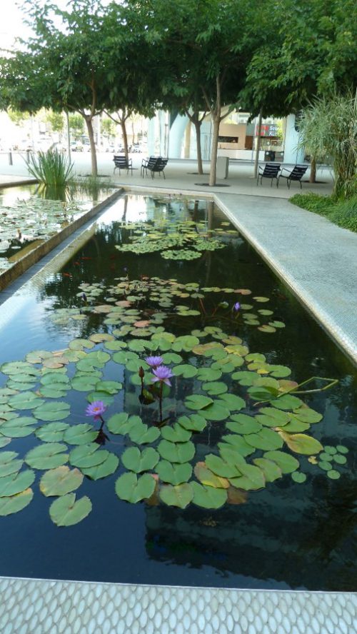 המשכית 16 הרצליה פיתוח בריכת נימפאות