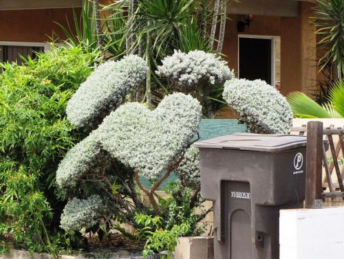 לבן עלה גזום לבבות