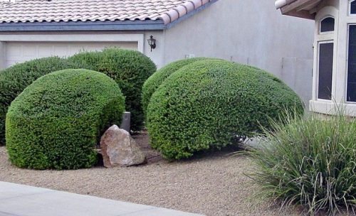 לבן עלה גזום by noelle johnson landscape consulting