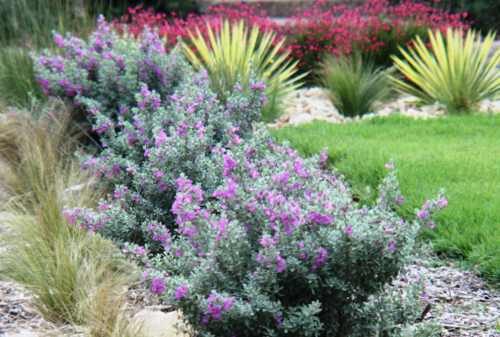 לבן עלה שיחני סילברדו