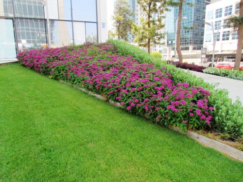 משולש פנטס איזמלני בגינה ברחוב המשכית 12