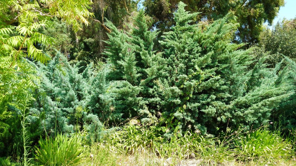 ערער וירגיני גריי אאול