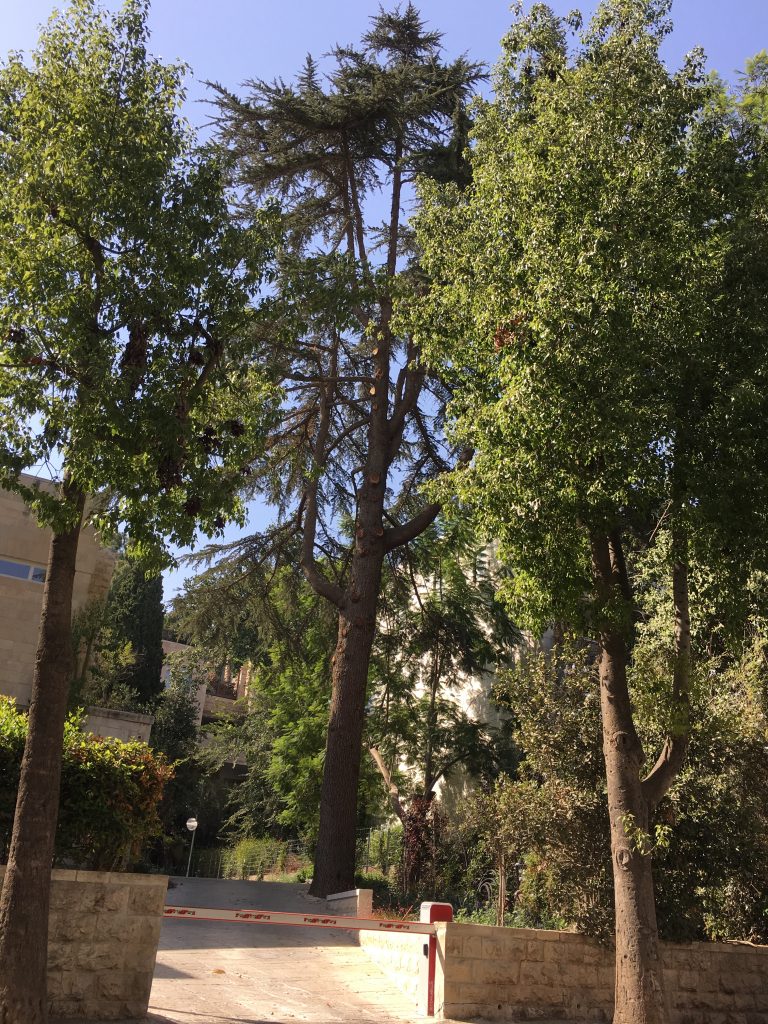 עץ ארז ענק ירושלים