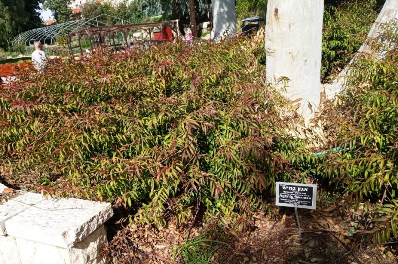 אגון גמיש ננסי