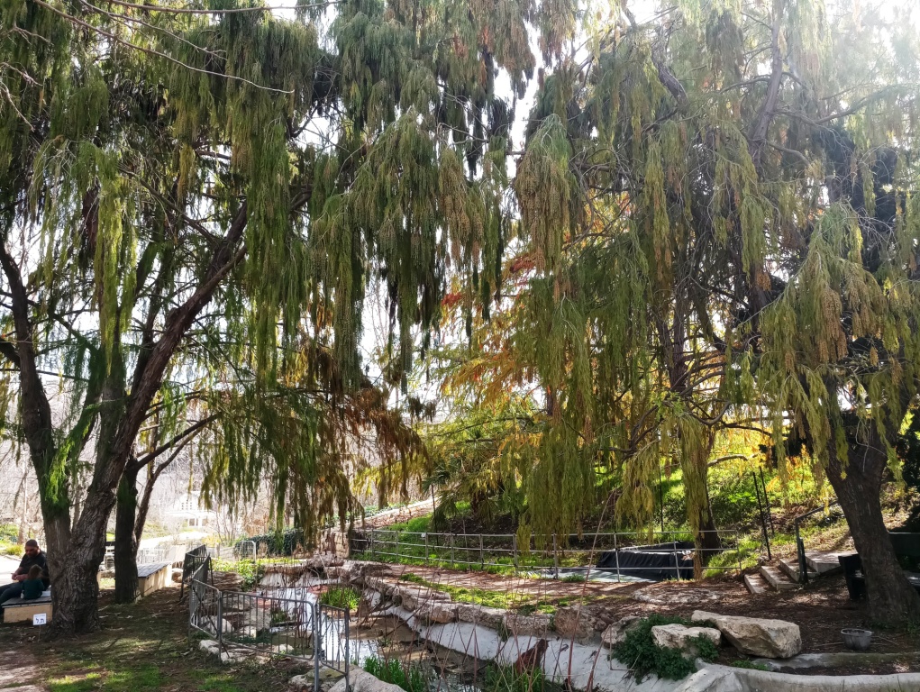 ברוש ביצת פברואר בגן הבוטני בירוש