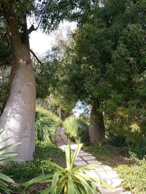 ברככיטון הסלעים 1