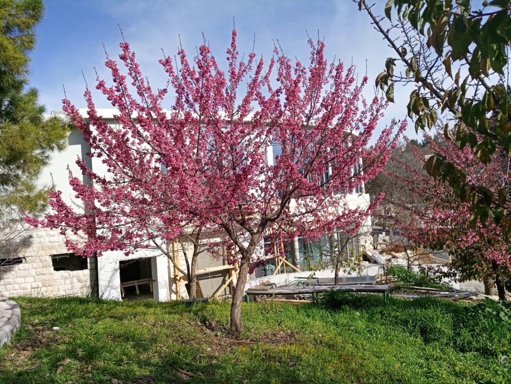 דובדבן פעמוני בפריחה בפברואר