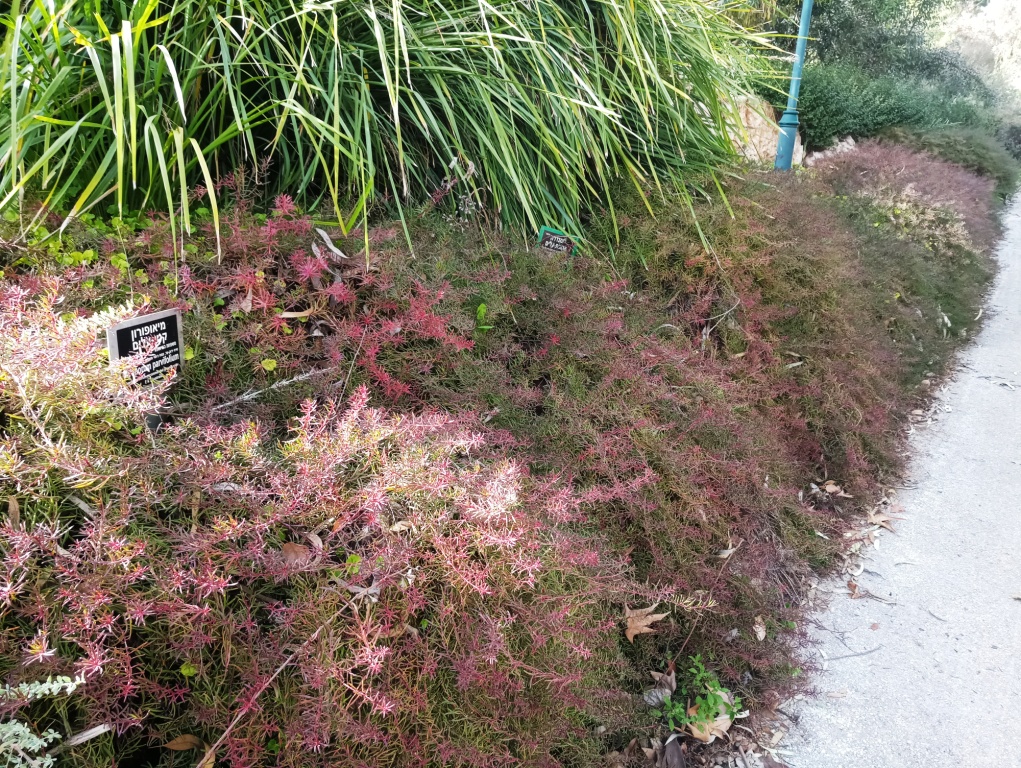 מיאופורון קטן עלים ארגמני