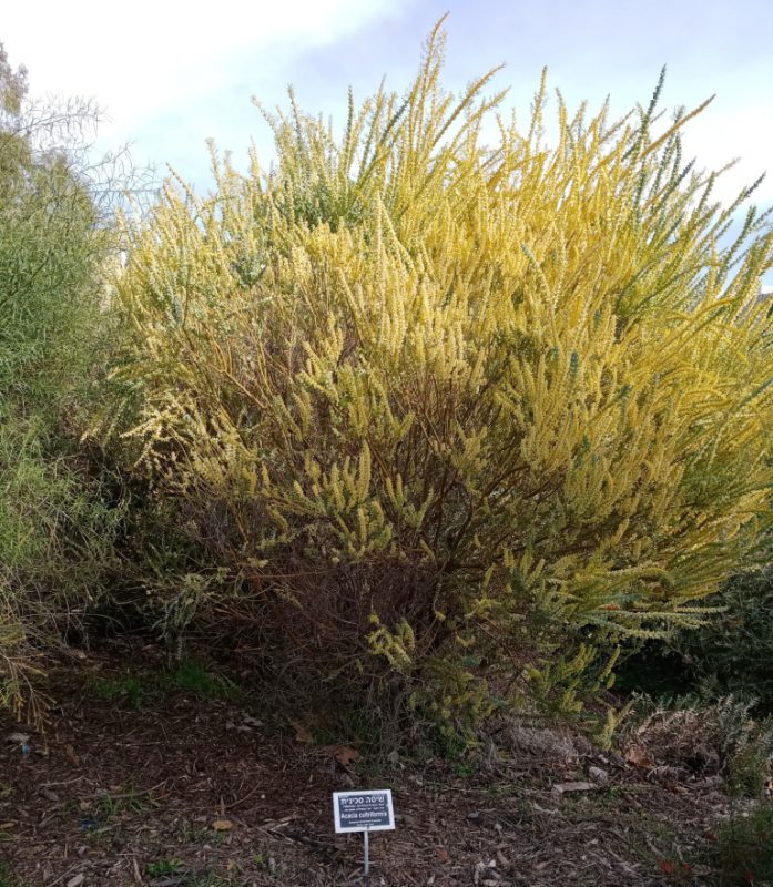 שיטה סכינית פברואר בגן הבוטני בירושלי